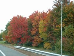 Fall Foliage